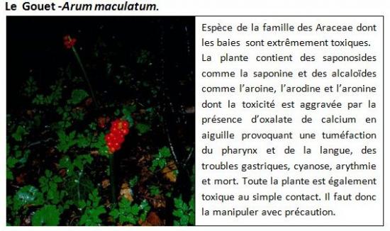 arum-maculatum-1.jpg
