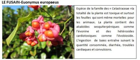 euonymus-europaeus-1.jpg