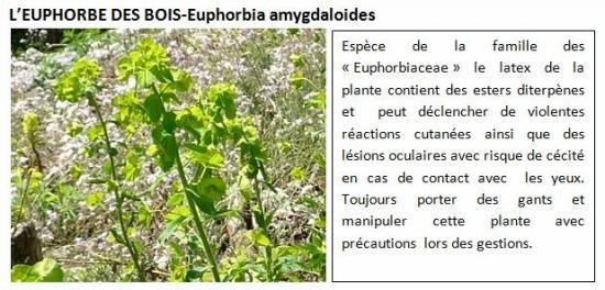 euphorbia-agmydaloides-1.jpg