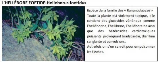 helleborus-foetidus-1.jpg