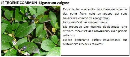 ligustrum-vulgare-1.jpg